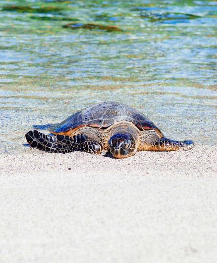 Schildpad op het strand in Costa Rica